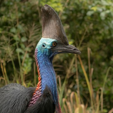 casuarios en Mission beach Australia