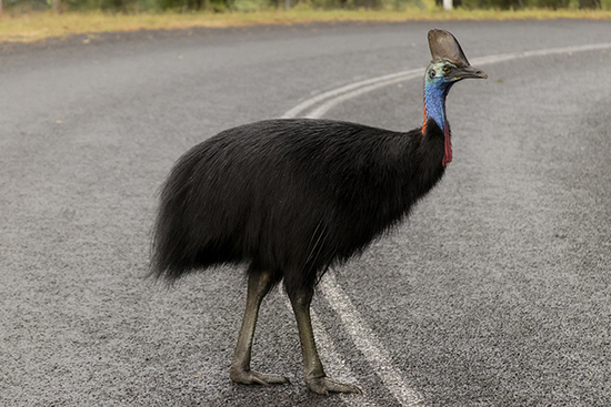 casuario on the road australia
