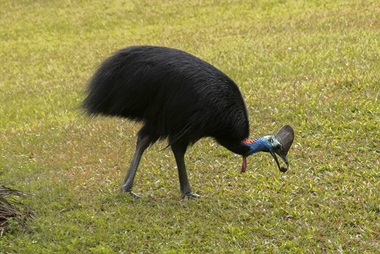 ccasuario en libertad alimentándose de semilla Australia
