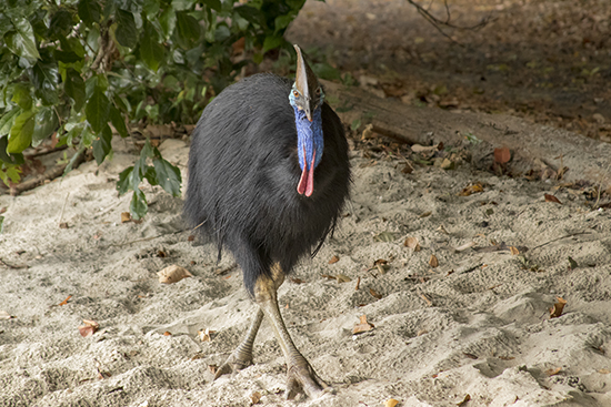 cassowaries Australia