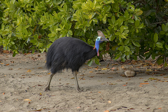 ver casuarios en libertad en australia