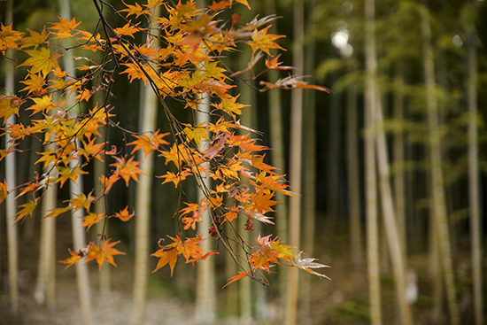 momiji y bambu kioto japon