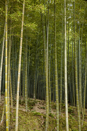 bosque de bambu kioto
