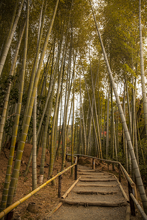 pequeño bosque de bambú Kioto