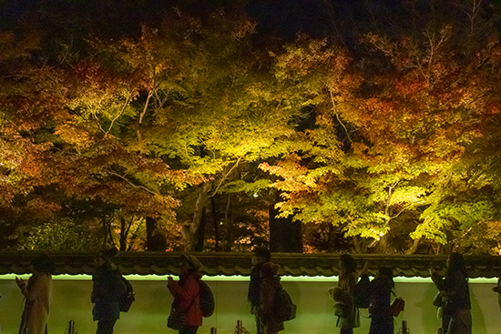 eikando garden iluminacion nocturna en otoño