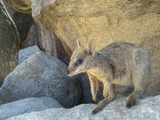 rocks walaby australia