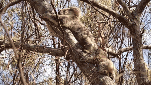Koalas.gif