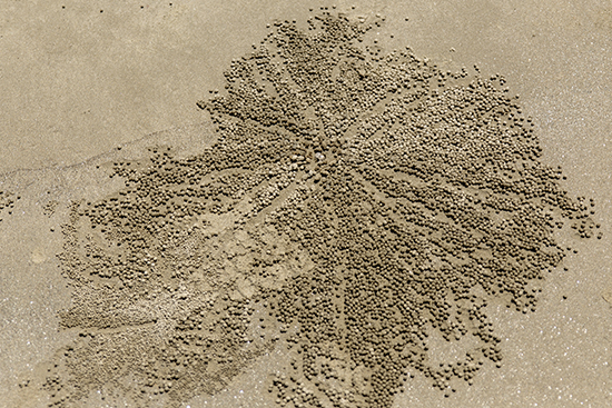 cangrejos en australia