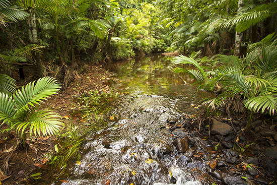 trails en Mission beach Australia