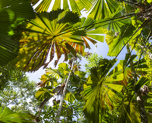 fan palm trail Australia