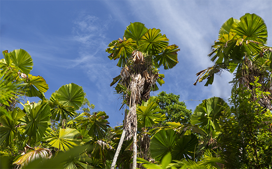 licualas palm australia