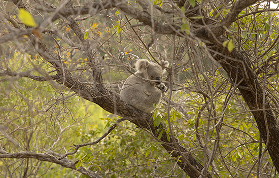koalas en libertad Magnetic Island National Park