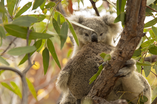 donde ver crías de koalas en libertad en Australia