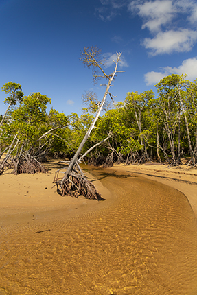 manglares en Australia