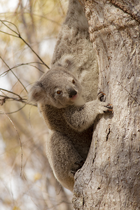 cría de koala en libertad Australia
