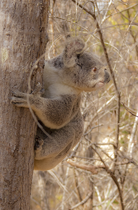 donde ver koalas en libertad Australia