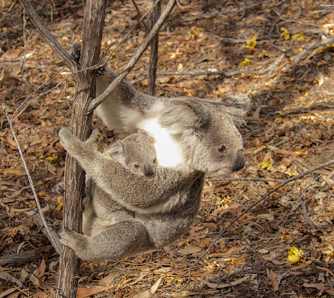 koalas en Magnetic Island Australia