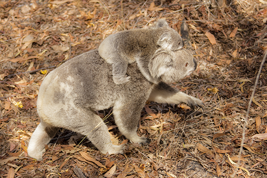 koalas en libertad caminando Australia