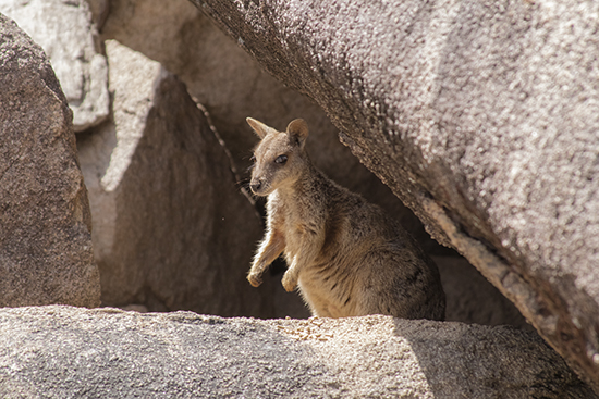 donde ver fauna en australia
