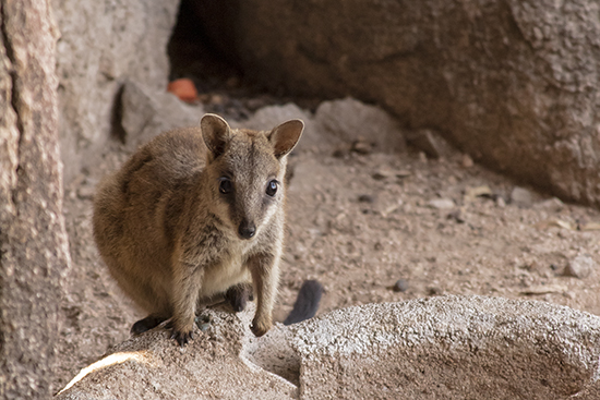 walaby de rocas Magnetic Island Australia
