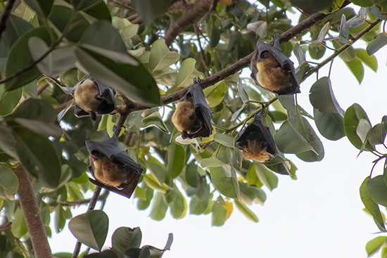 que ver en Cairns murciélagos de la fruta