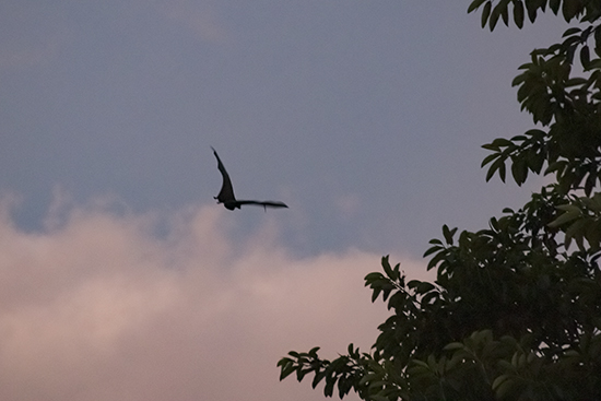donde ver murciélagos en Australia
