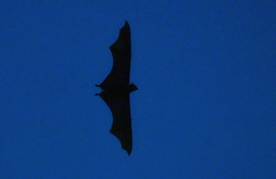 _MG_0234 copia (2) copia.jpg