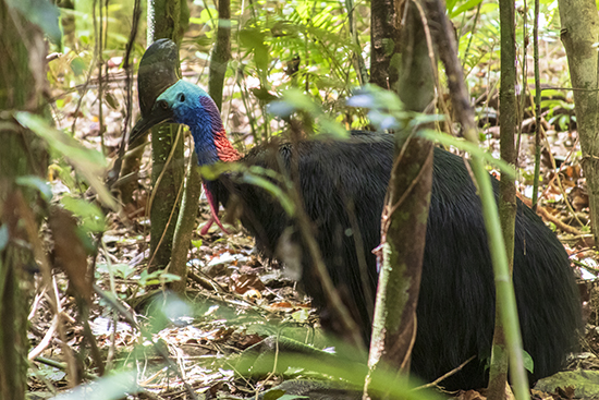 donde ver casuarios en libertad en Australia
