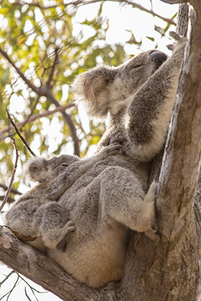 ver koalas en The fort trail Magnetic Island