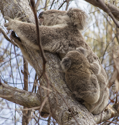 koala en libertad con cría en Australia