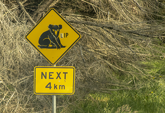 señal tráfico de koalas en Australia