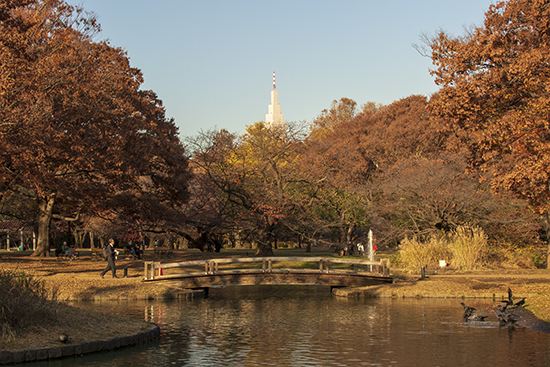 yoyogi park en otoño Tokio