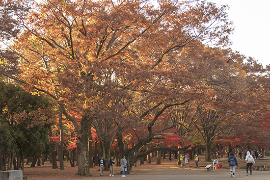 otoño en Yoyogi park