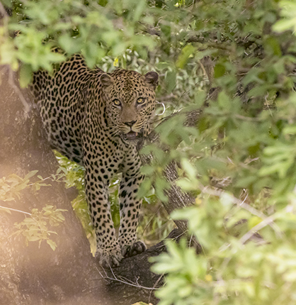Leopardo Lower Sabie