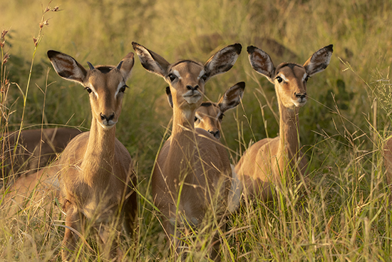 Impalas Kruger