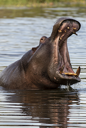 hipopotamo Lake Panic