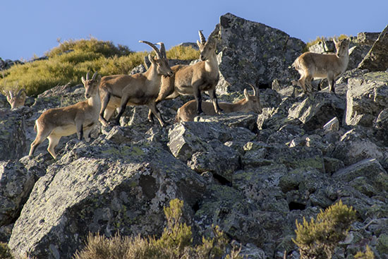 Cabras montesas en la peña de Francia