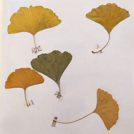 hojas de ginko