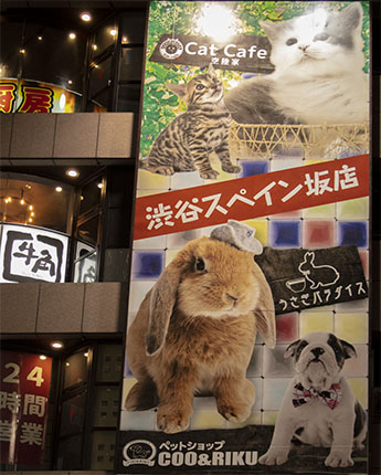 Cat Cafe Tokio Coo & Riku