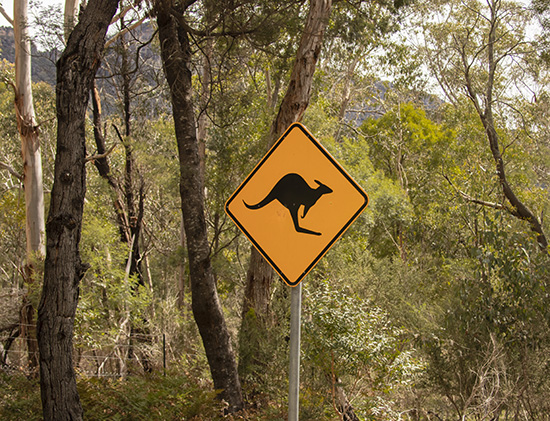 peligro canguros, señales en Australia