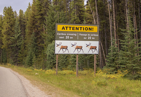 señal peligro fauna, Canada