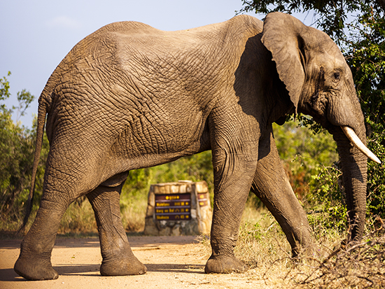señales de tráfico en safaris