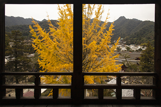 gynkgo en la isla de Miyajima Japón