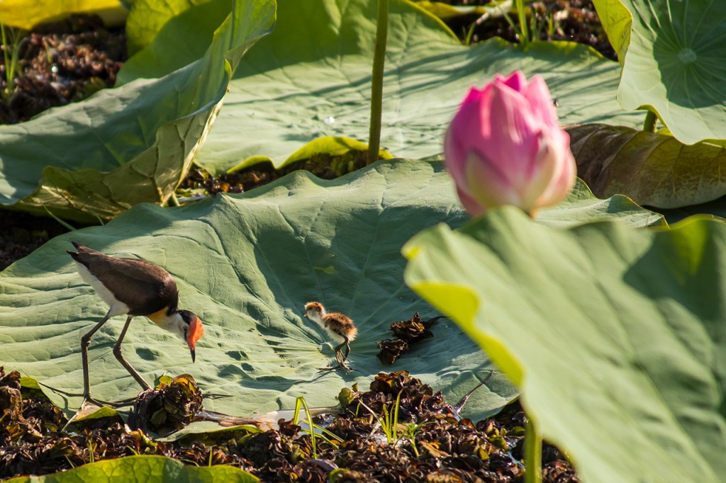 Jacana con cría y nenúfares. Aves en Australia.
Te cuento de viajes