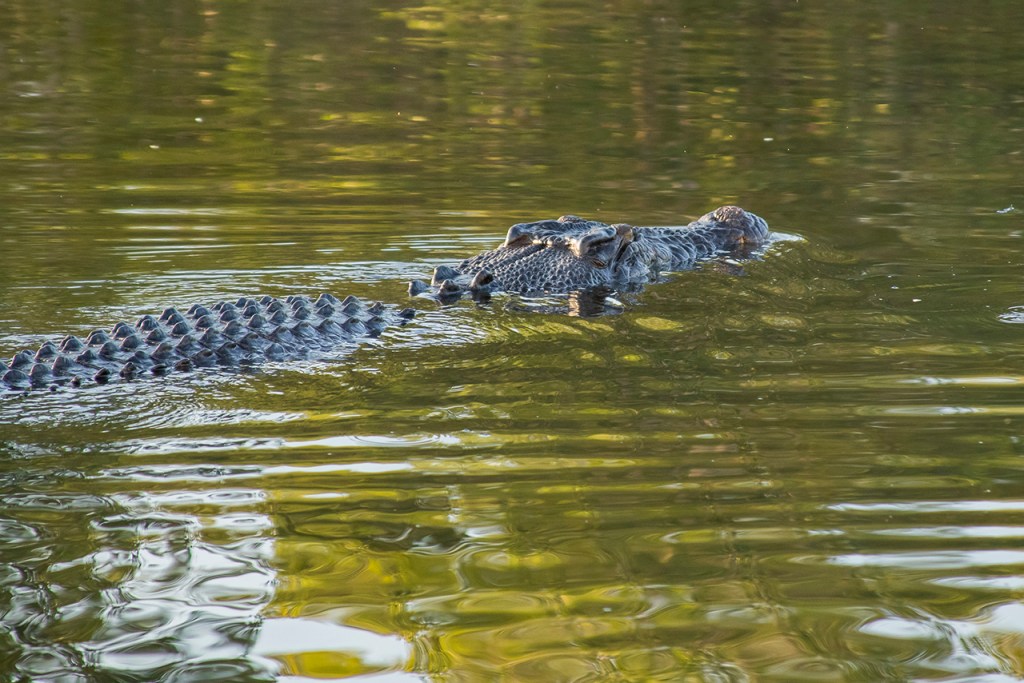cocodrilo agua dulce Australia Top End.
Te cuento de viajes
