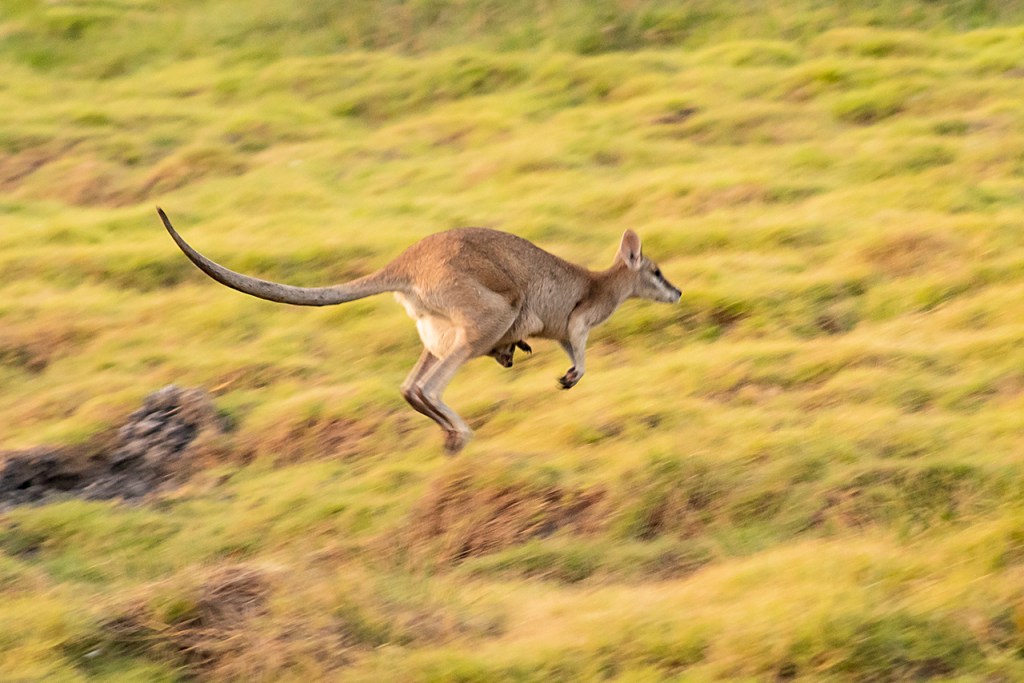 wallabi con cría (Norte de Australia)
Te cuento de viajes