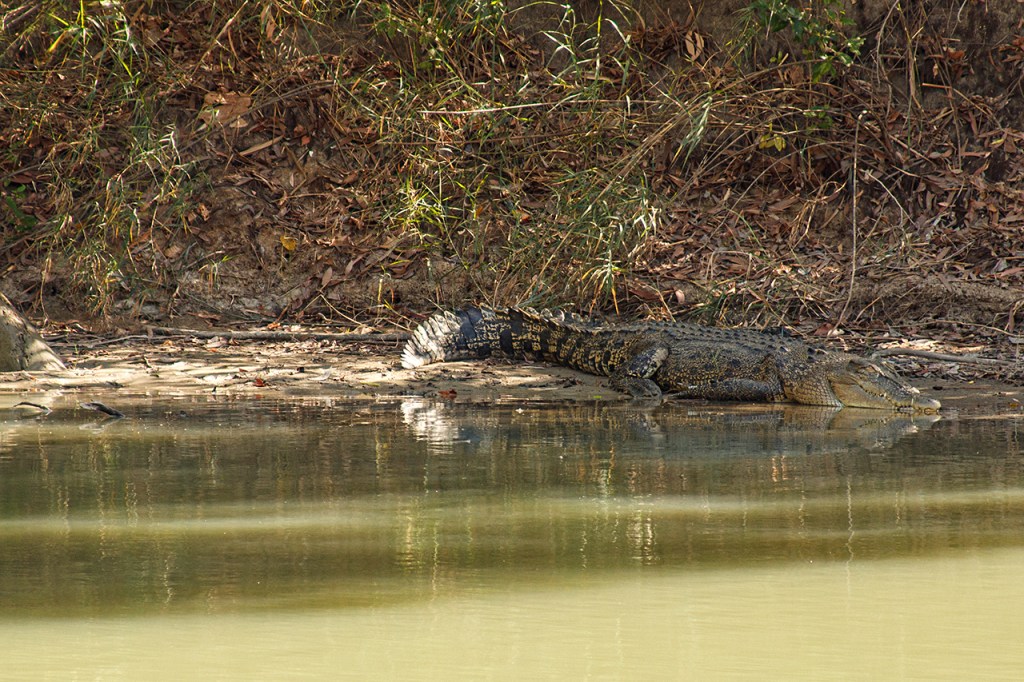 Cocodrilo de agua salada (Norte de Australia)
Te cuento de viajes