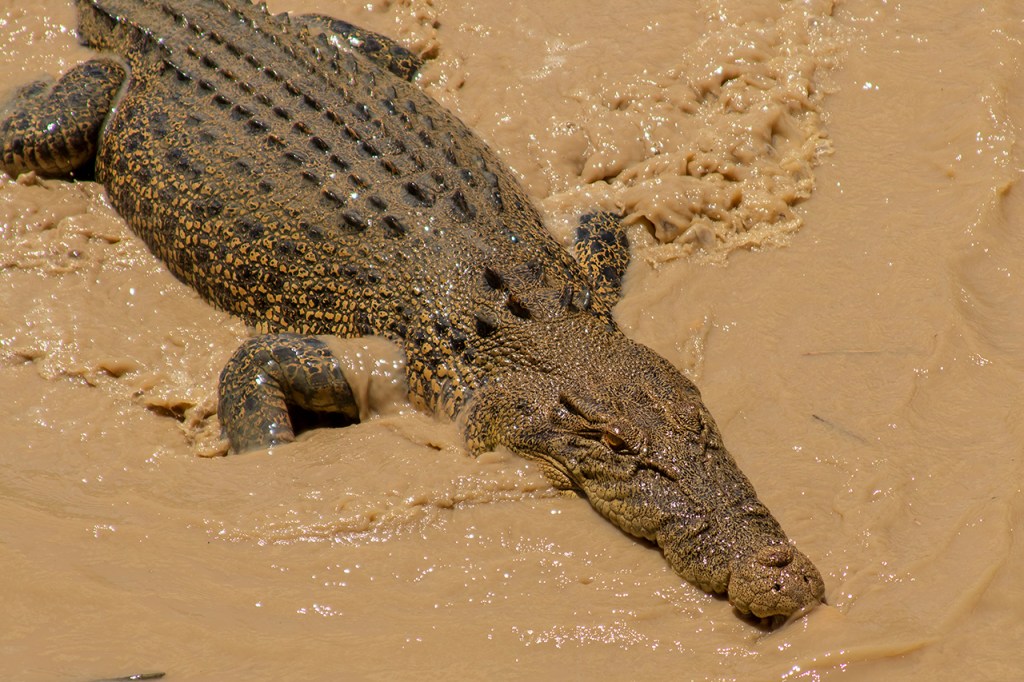 Fauna australiana. 
Te cuento de viajes