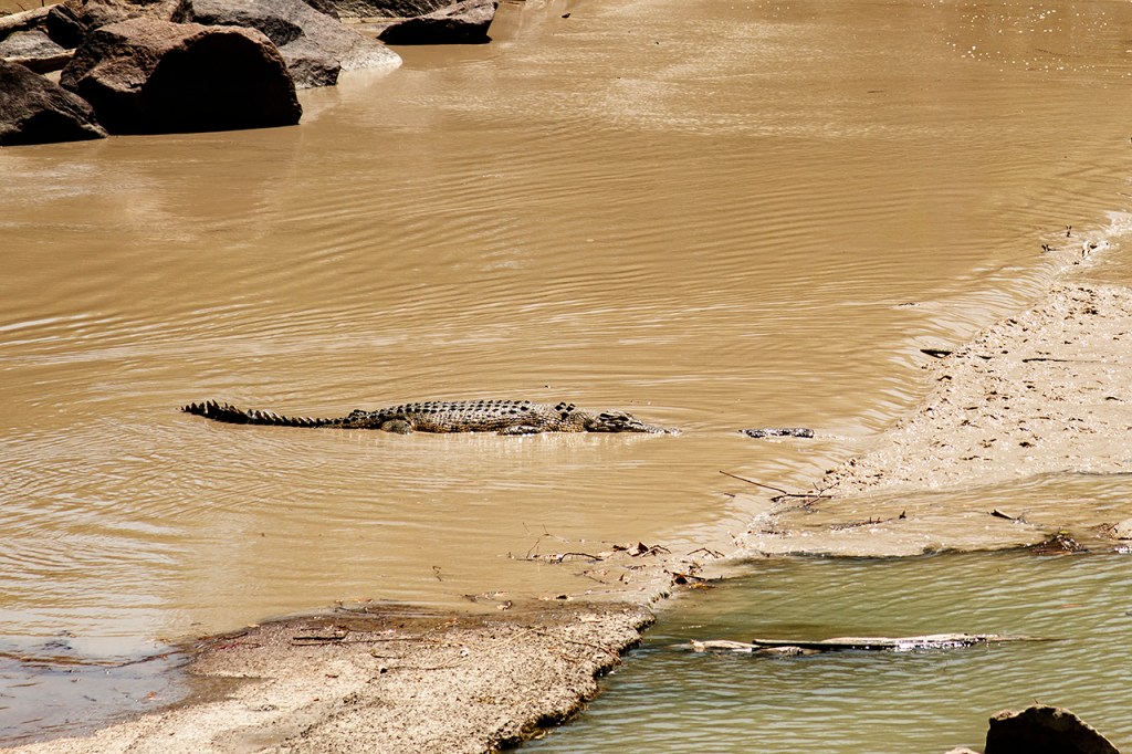Cocodrilo de agua salada cruzando una carretera. Australia.
Te cuento de viajes