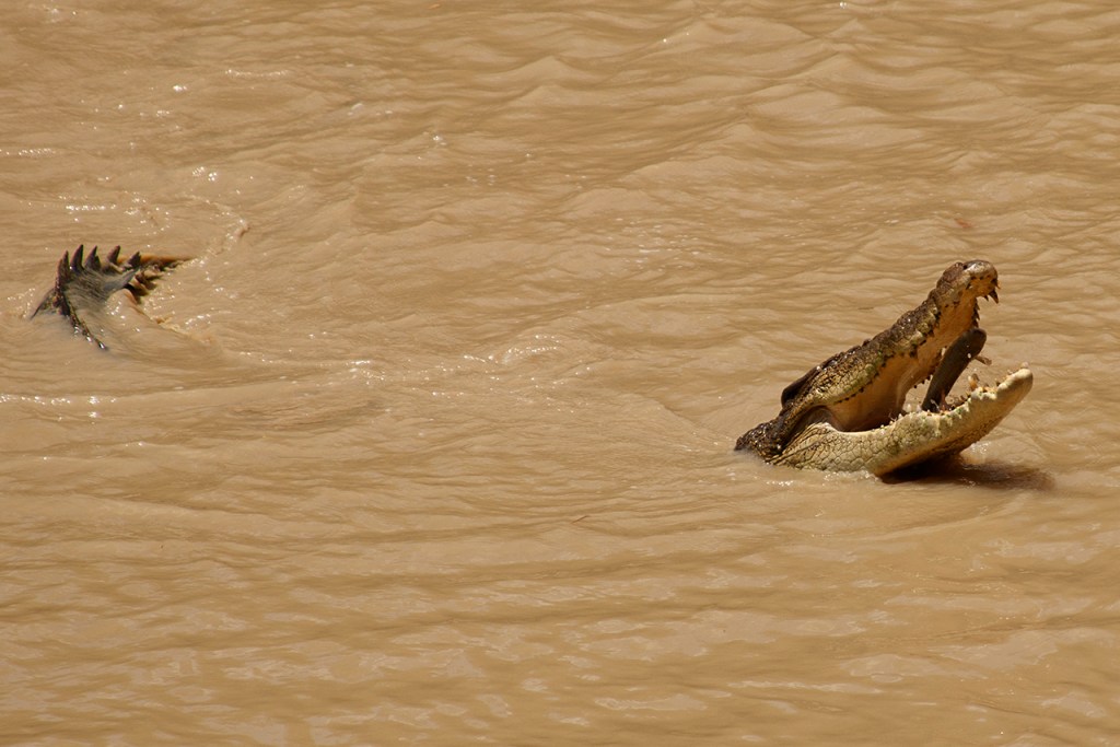 cocodrilo agua salada pescando (Norte de Australia) 
Te cuento de viajes